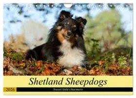 Muenzel-Hashish / CALVENDO |  Shetland Sheepdogs - Sweet little charmers (Wall Calendar 2026 DIN A4 landscape), CALVENDO 12 Month Wall Calendar | Sonstiges |  Sack Fachmedien