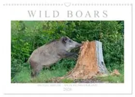 CALVENDO / Breuer |  Wild Boars (Wall Calendar 2026 DIN A3 landscape), CALVENDO 12 Month Wall Calendar | Sonstiges |  Sack Fachmedien
