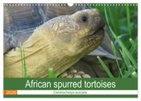 CALVENDO / Sixt |  African spurred tortoises (Wall Calendar 2026 DIN A3 landscape), CALVENDO 12 Month Wall Calendar | Sonstiges |  Sack Fachmedien