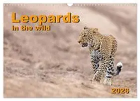 CALVENDO / Gerd-Uwe Neukamp |  Leopards in the wild (Wall Calendar 2026 DIN A3 landscape), CALVENDO 12 Month Wall Calendar | Sonstiges |  Sack Fachmedien
