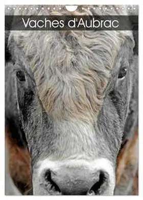 Thébault / CALVENDO |  Vaches d'Aubrac (Calendrier mural 2026 DIN A4 horizontal), CALVENDO calendrier mensuel | Sonstiges |  Sack Fachmedien