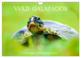 CALVENDO / del Campo |  WILD GALAPAGOS (Wall Calendar 2026 DIN A4 landscape), CALVENDO 12 Month Wall Calendar | Sonstiges |  Sack Fachmedien