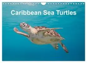 CALVENDO / & Tilo Kühnast - naturepics |  Caribbean Sea Turtles (Wall Calendar 2026 DIN A4 landscape), CALVENDO 12 Month Wall Calendar | Sonstiges |  Sack Fachmedien