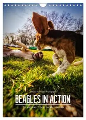 CALVENDO / Hartmann |  Beagles in action (Wall Calendar 2026 DIN A4 portrait), CALVENDO 12 Month Wall Calendar | Sonstiges |  Sack Fachmedien