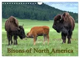 CALVENDO / Wilczek |  Bisons of North America (Wall Calendar 2026 DIN A4 landscape), CALVENDO 12 Month Wall Calendar | Sonstiges |  Sack Fachmedien