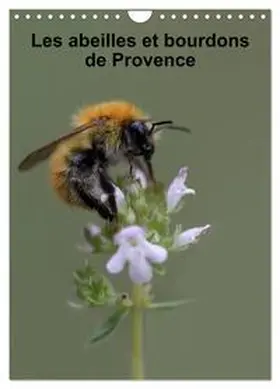 CALVENDO / Julien |  Les abeilles et bourdons de Provence (Calendrier mural 2026 DIN A4 horizontal), CALVENDO calendrier mensuel | Sonstiges |  Sack Fachmedien