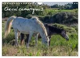 Demange Photographe / CALVENDO |  Cheval camarguais (Calendrier mural 2026 DIN A4 vertical), CALVENDO calendrier mensuel | Sonstiges |  Sack Fachmedien