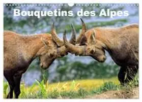 CALVENDO / Duvernay |  Bouquetins des Alpes (Calendrier mural 2026 DIN A3 vertical), CALVENDO calendrier mensuel | Sonstiges |  Sack Fachmedien