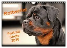CALVENDO / images |  Rottweiler Portait Shots 2026 (Wall Calendar 2026 DIN A4 landscape), CALVENDO 12 Month Wall Calendar | Sonstiges |  Sack Fachmedien