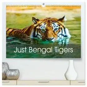 Dalyn / CALVENDO |  Just Bengal Tigers (High Quality Premium Wall Calendar 2026 DIN A2 landscape),CALVENDO 12 Month Wall Calendar | Sonstiges |  Sack Fachmedien