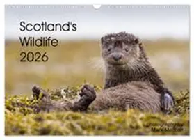 CALVENDO / Medcalf |  Scotland's Wildlife 2026 (Wall Calendar 2026 DIN A3 landscape), CALVENDO 12 Month Wall Calendar | Sonstiges |  Sack Fachmedien