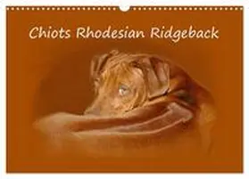 CALVENDO / van Wyk - www.germanpix.net |  Chiots Rhodesian Ridgeback (Calendrier mural 2026 DIN A3 vertical), CALVENDO calendrier mensuel | Sonstiges |  Sack Fachmedien