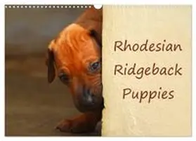 CALVENDO / van Wyk |  Rhodesian Ridgeback Puppies (Wall Calendar 2026 DIN A3 landscape), CALVENDO 12 Month Wall Calendar | Sonstiges |  Sack Fachmedien
