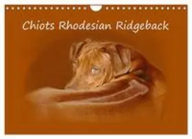 CALVENDO / van Wyk - www.germanpix.net |  Chiots Rhodesian Ridgeback (Calendrier mural 2026 DIN A4 vertical), CALVENDO calendrier mensuel | Sonstiges |  Sack Fachmedien