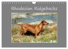 CALVENDO / van Wyk |  Rhodesian Ridgebacks (Wall Calendar 2026 DIN A4 landscape), CALVENDO 12 Month Wall Calendar | Sonstiges |  Sack Fachmedien