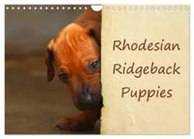 CALVENDO / van Wyk |  Rhodesian Ridgeback Puppies (Wall Calendar 2026 DIN A4 landscape), CALVENDO 12 Month Wall Calendar | Sonstiges |  Sack Fachmedien