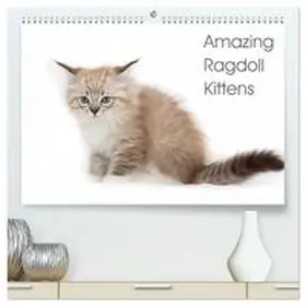 Verena Scholze / CALVENDO |  Amazing Ragdoll Kittens (High Quality Premium Wall Calendar 2026 DIN A2 landscape),CALVENDO 12 Month Wall Calendar | Sonstiges |  Sack Fachmedien