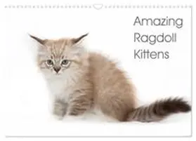 CALVENDO / Verena Scholze |  Amazing Ragdoll Kittens (Wall Calendar 2026 DIN A3 landscape), CALVENDO 12 Month Wall Calendar | Sonstiges |  Sack Fachmedien