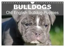 Stanzer / CALVENDO |  Bulldogs - Old English Bulldog Puppies (Wall Calendar 2026 DIN A4 landscape), CALVENDO 12 Month Wall Calendar | Sonstiges |  Sack Fachmedien