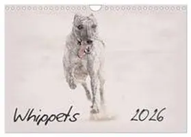 Redecker / CALVENDO |  Whippets 2026 (Wall Calendar 2026 DIN A4 landscape), CALVENDO 12 Month Wall Calendar | Sonstiges |  Sack Fachmedien