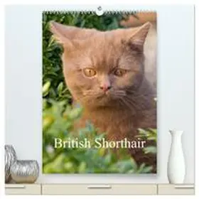 Verena Scholze / CALVENDO |  British Shorthair (High Quality Premium Wall Calendar 2026 DIN A2 portrait),CALVENDO 12 Month Wall Calendar | Sonstiges |  Sack Fachmedien
