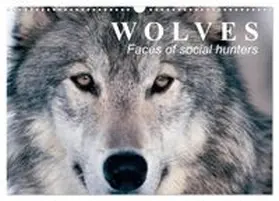 CALVENDO / Stanzer |  Wolves ¿ Faces of social hunters (Wall Calendar 2026 DIN A3 landscape), CALVENDO 12 Month Wall Calendar | Sonstiges |  Sack Fachmedien