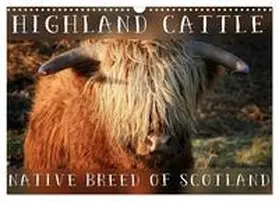 Cross / CALVENDO |  Highland Cattle - Native Breed of Scotland (Wall Calendar 2026 DIN A3 landscape), CALVENDO 12 Month Wall Calendar | Sonstiges |  Sack Fachmedien