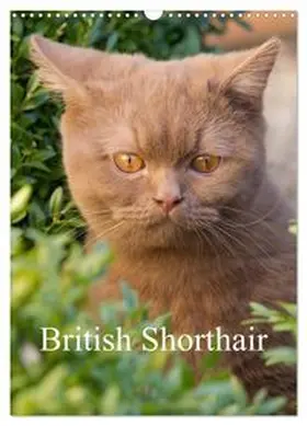 CALVENDO / Verena Scholze |  British Shorthair (Wall Calendar 2026 DIN A3 portrait), CALVENDO 12 Month Wall Calendar | Sonstiges |  Sack Fachmedien