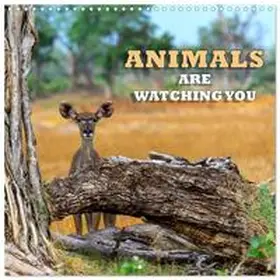 CALVENDO / Harriette Seifert |  Animals are watching you (Wall Calendar 2026 12 × 12 Inch) CALVENDO 12 Month Wall Calendar | Sonstiges |  Sack Fachmedien