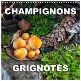CALVENDO / Planche |  Champignons grignotés (Calendrier mural carré 2026 30x30 cm) Calendrier double avec une page pour vos prises de notes | Sonstiges |  Sack Fachmedien