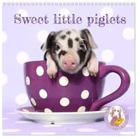 CALVENDO / by Jeanette Hutfluss |  Sweet little piglets (Wall Calendar 2026 12 × 12 Inch) CALVENDO 12 Month Wall Calendar | Sonstiges |  Sack Fachmedien