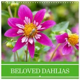 CALVENDO / B-B Müller |  Beloved dahlias (Wall Calendar 2026 12 × 12 Inch) CALVENDO 12 Month Wall Calendar | Sonstiges |  Sack Fachmedien