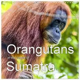 CALVENDO / Baumert |  Orangutans in the jungle of Sumatra (Wall Calendar 2026 12 × 12 Inch) CALVENDO 12 Month Wall Calendar | Sonstiges |  Sack Fachmedien