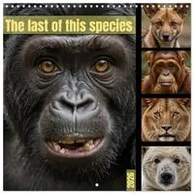 CALVENDO / Schimak |  The last of this species (Wall Calendar 2026 12 × 12 Inch) CALVENDO 12 Month Wall Calendar | Sonstiges |  Sack Fachmedien