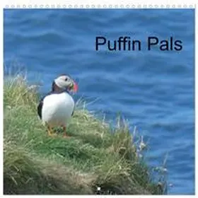 CALVENDO / Images |  Puffin Pals (Wall Calendar 2026 12 × 12 Inch) CALVENDO 12 Month Wall Calendar | Sonstiges |  Sack Fachmedien