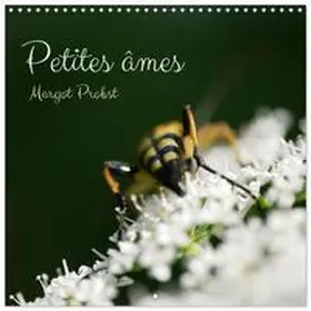 Probst / CALVENDO |  Petites âmes (Calendrier mural carré 2026 30x30 cm) Calendrier double avec une page pour vos prises de notes | Sonstiges |  Sack Fachmedien