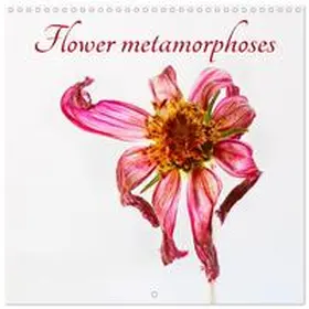 Stenner / CALVENDO |  Flower metamorphoses (Wall Calendar 2026 12 × 12 Inch) CALVENDO 12 Month Wall Calendar | Sonstiges |  Sack Fachmedien