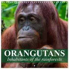 CALVENDO / Stanzer |  Orangutans Inhabitants of the rainforests (Wall Calendar 2026 12 × 12 Inch) CALVENDO 12 Month Wall Calendar | Sonstiges |  Sack Fachmedien