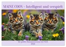 Kleemann / CALVENDO |  Maine Coon - Intelligent und verspielt (Wandkalender 2026 DIN A2 quer), CALVENDO Monatskalender | Sonstiges |  Sack Fachmedien