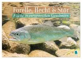CALVENDO |  Forelle, Hecht und Stör: Fische in europäischen Gewässern (Wandkalender 2026 DIN A3 quer), CALVENDO Monatskalender | Sonstiges |  Sack Fachmedien