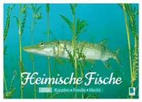 CALVENDO |  Heimische Fische: Karpfen, Forelle, Hecht (Tischkalender 2026 DIN A5 quer), CALVENDO Monatskalender | Sonstiges |  Sack Fachmedien
