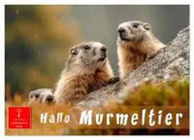 Roder / CALVENDO |  Hallo Murmeltier (Wandkalender 2026 DIN A2 quer), CALVENDO Monatskalender | Sonstiges |  Sack Fachmedien