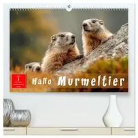 Roder / CALVENDO |  Hallo Murmeltier (hochwertiger Premium Wandkalender 2026 DIN A2 quer), Kunstdruck in Hochglanz | Sonstiges |  Sack Fachmedien