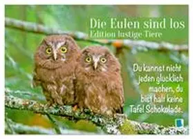 CALVENDO |  Die Eulen sind los: Edition lustige Tiere (Wandkalender 2026 DIN A2 quer), CALVENDO Monatskalender | Sonstiges |  Sack Fachmedien
