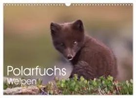 CALVENDO / Kuhn |  Polarfuchs-Welpen (Wandkalender 2026 DIN A3 quer), CALVENDO Monatskalender | Sonstiges |  Sack Fachmedien
