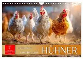 Roder / CALVENDO |  Hühner - gefiedert durchs Jahr (Wandkalender 2026 DIN A4 quer), CALVENDO Monatskalender | Sonstiges |  Sack Fachmedien