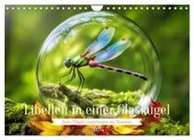 Irmer / CALVENDO |  Libellen in einer Glaskugel (Wandkalender 2026 DIN A4 quer), CALVENDO Monatskalender | Sonstiges |  Sack Fachmedien