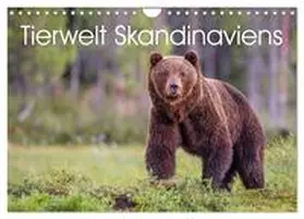 Oberholzer / CALVENDO |  Tierwelt Skandinaviens (Wandkalender 2026 DIN A4 quer), CALVENDO Monatskalender | Sonstiges |  Sack Fachmedien