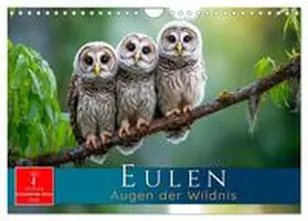 Roder / CALVENDO |  Eulen - Augen der Wildnis (Wandkalender 2026 DIN A4 quer), CALVENDO Monatskalender | Sonstiges |  Sack Fachmedien