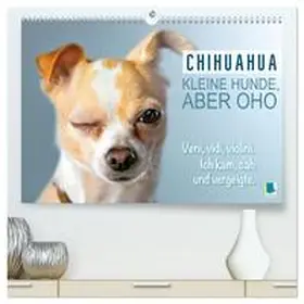 CALVENDO |  Chihuahua: Kleine Hunde, aber oho (hochwertiger Premium Wandkalender 2026 DIN A2 quer), Kunstdruck in Hochglanz | Sonstiges |  Sack Fachmedien